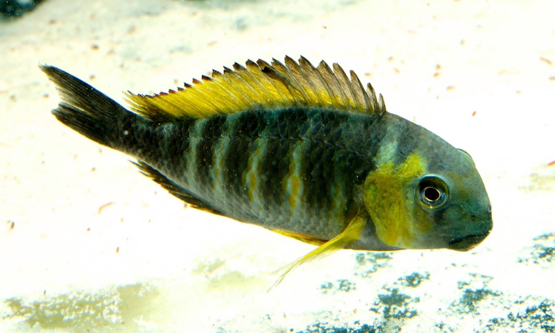 Tropheus sp. 'lukuga' Kabimba